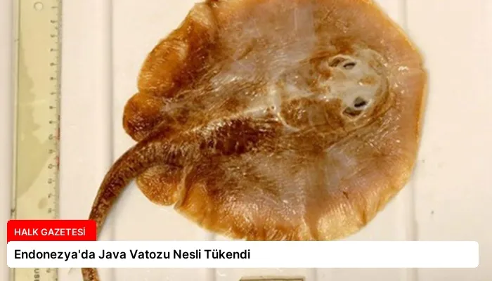 Endonezya’da Java Vatozu Nesli Tükendi