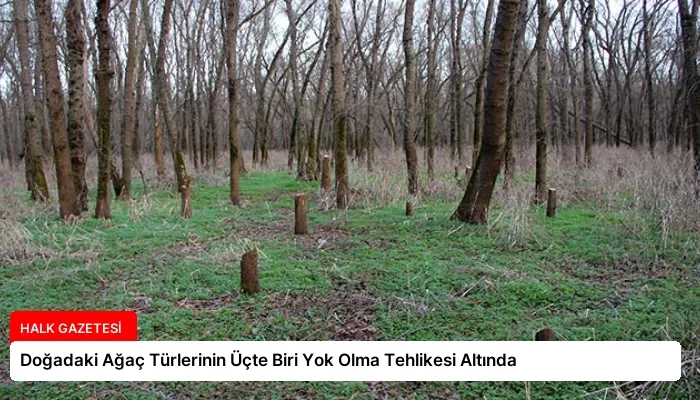 Doğadaki Ağaç Türlerinin Üçte Biri Yok Olma Tehlikesi Altında