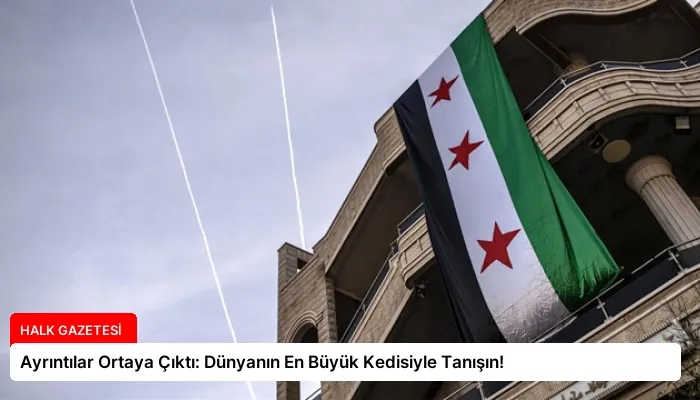 Ayrıntılar Ortaya Çıktı: Dünyanın En Büyük Kedisiyle Tanışın!