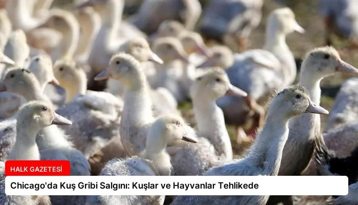 Chicago’da Kuş Gribi Salgını: Kuşlar ve Hayvanlar Tehlikede
