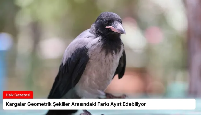 Kargalar Geometrik Şekiller Arasındaki Farkı Ayırt Edebiliyor