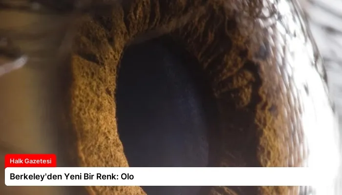 Berkeley’den Yeni Bir Renk: Olo