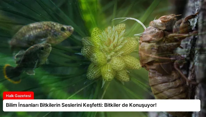Bilim İnsanları Bitkilerin Seslerini Keşfetti: Bitkiler de Konuşuyor!