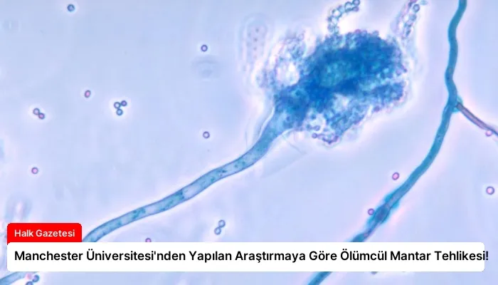 Manchester Üniversitesi’nden Yapılan Araştırmaya Göre Ölümcül Mantar Tehlikesi!