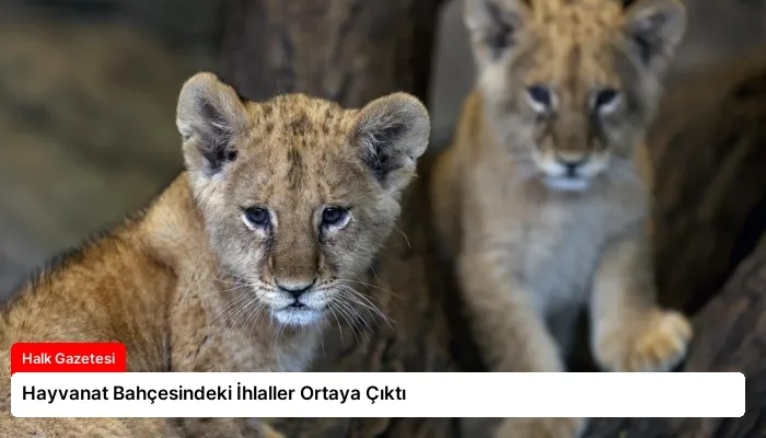 Hayvanat Bahçesindeki İhlaller Ortaya Çıktı