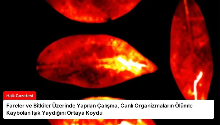 Fareler ve Bitkiler Üzerinde Yapılan Çalışma, Canlı Organizmaların Ölümle Kaybolan Işık Yaydığını Ortaya Koydu