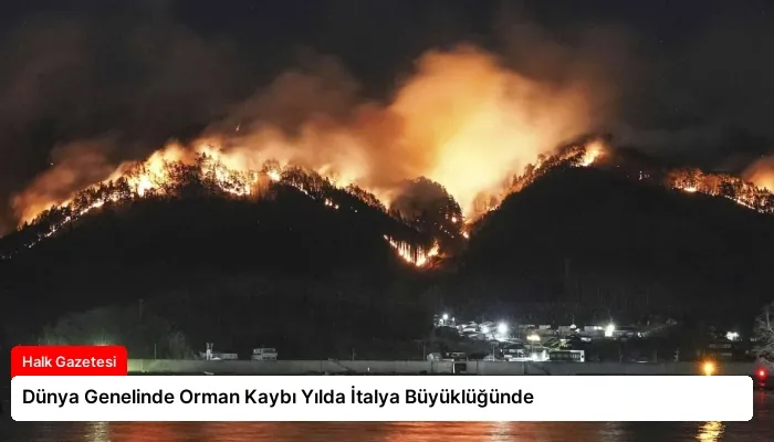 Dünya Genelinde Orman Kaybı Yılda İtalya Büyüklüğünde