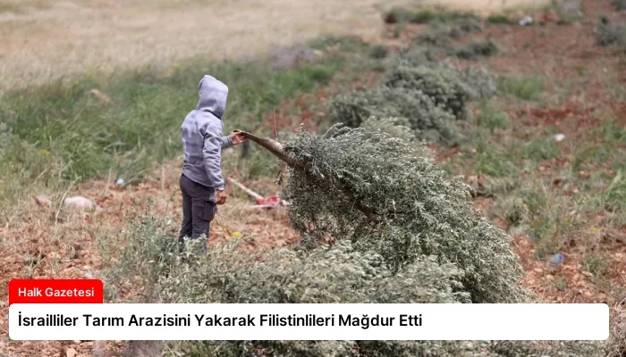 İsrailliler Tarım Arazisini Yakarak Filistinlileri Mağdur Etti