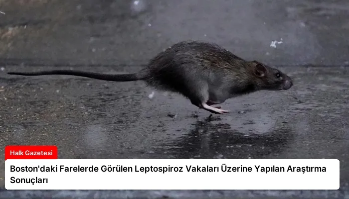 Boston’daki Farelerde Görülen Leptospiroz Vakaları Üzerine Yapılan Araştırma Sonuçları