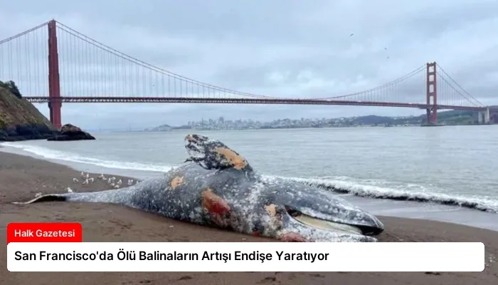 San Francisco’da Ölü Balinaların Artışı Endişe Yaratıyor