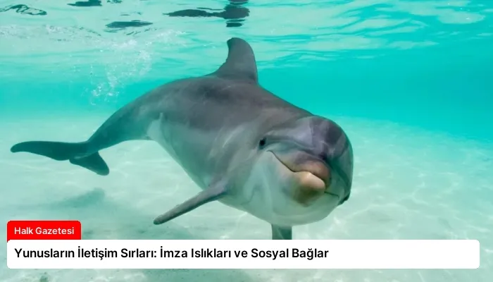 Yunusların İletişim Sırları: İmza Islıkları ve Sosyal Bağlar