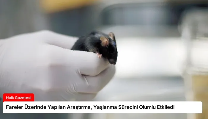 Fareler Üzerinde Yapılan Araştırma, Yaşlanma Sürecini Olumlu Etkiledi
