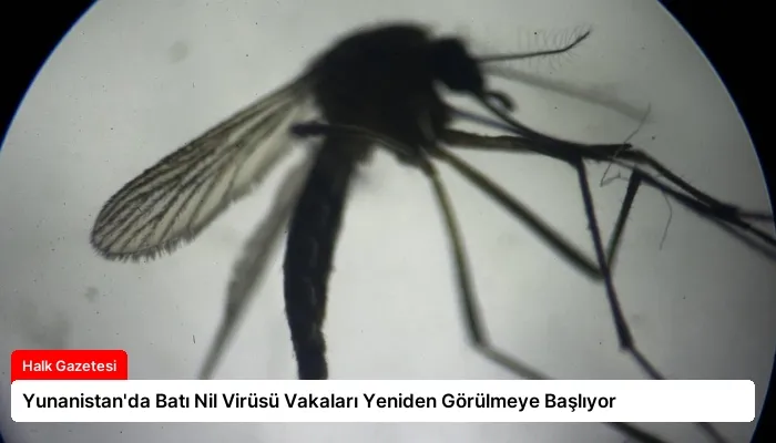 Yunanistan’da Batı Nil Virüsü Vakaları Yeniden Görülmeye Başlıyor