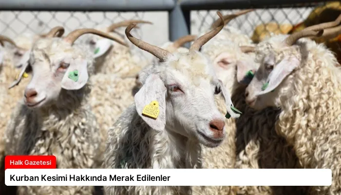 Kurban Kesimi Hakkında Merak Edilenler