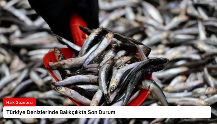 Türkiye Denizlerinde Balıkçılıkta Son Durum