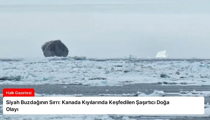 Siyah Buzdağının Sırrı: Kanada Kıyılarında Keşfedilen Şaşırtıcı Doğa Olayı