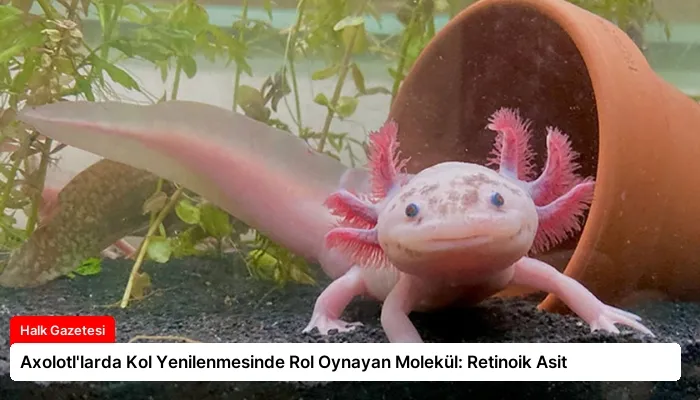 Axolotl’larda Kol Yenilenmesinde Rol Oynayan Molekül: Retinoik Asit
