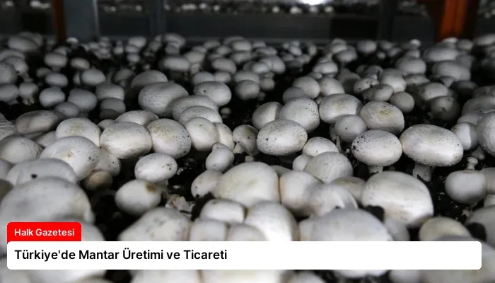 Türkiye’de Mantar Üretimi ve Ticareti