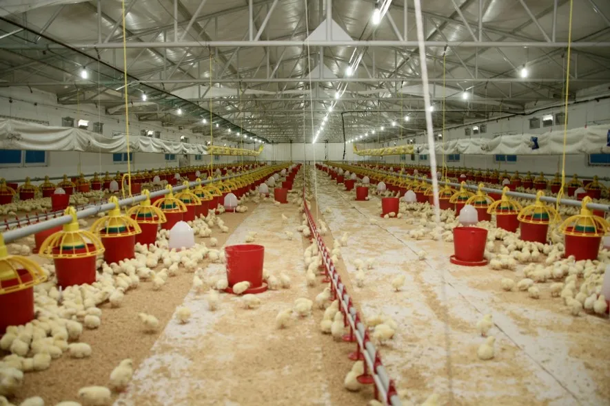 Şenpiliç ekosistemi sözleşmeli çiftliklerle geçen yıl 4.200 kişiye istihdam sağladı