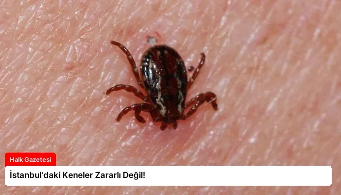 İstanbul’daki Keneler Zararlı Değil!