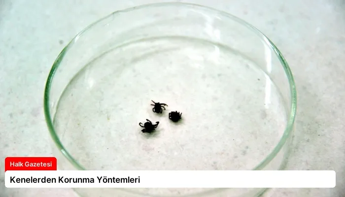 Kenelerden Korunma Yöntemleri