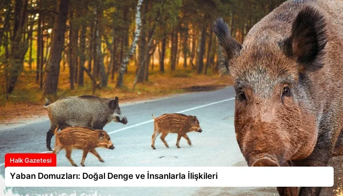 Yaban Domuzları: Doğal Denge ve İnsanlarla İlişkileri