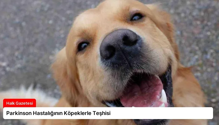 Parkinson Hastalığının Köpeklerle Teşhisi