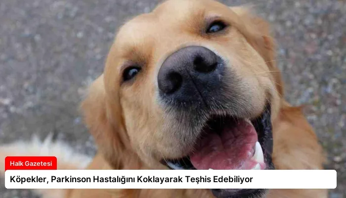Köpekler, Parkinson Hastalığını Koklayarak Teşhis Edebiliyor