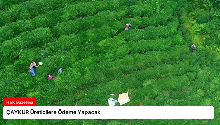 ÇAYKUR Üreticilere Ödeme Yapacak