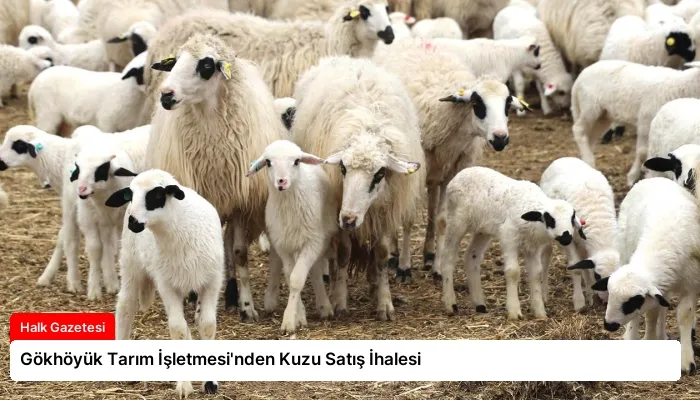 Gökhöyük Tarım İşletmesi’nden Kuzu Satış İhalesi