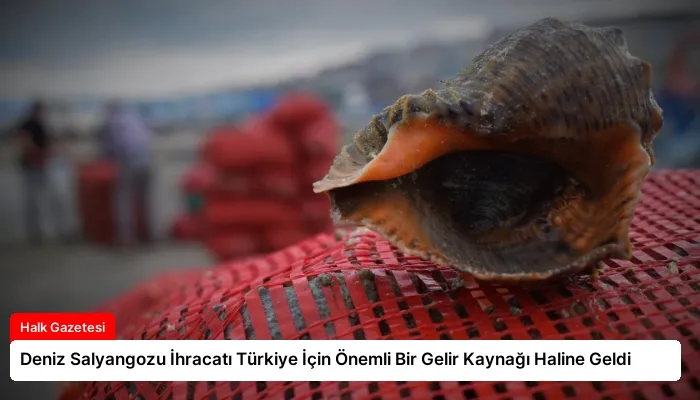 Deniz Salyangozu İhracatı Türkiye İçin Önemli Bir Gelir Kaynağı Haline Geldi