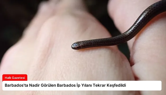 Barbados’ta Nadir Görülen Barbados İp Yılanı Tekrar Keşfedildi