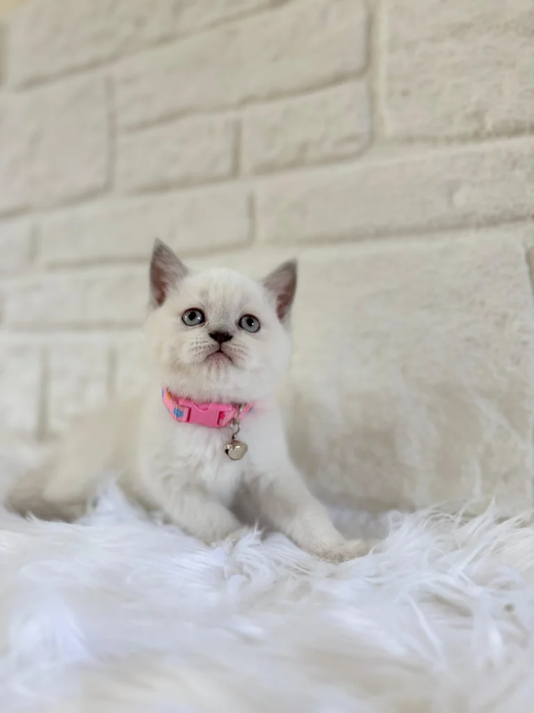 British Shorthair Hakkında Merak Edilenler Bilgiler