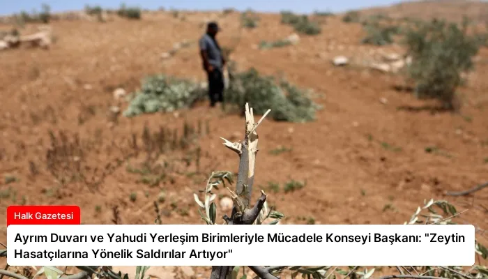 Ayrım Duvarı ve Yahudi Yerleşim Birimleriyle Mücadele Konseyi Başkanı: “Zeytin Hasatçılarına Yönelik Saldırılar Artıyor”