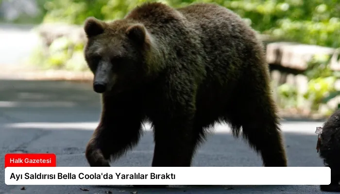 Ayı Saldırısı Bella Coola’da Yaralılar Bıraktı