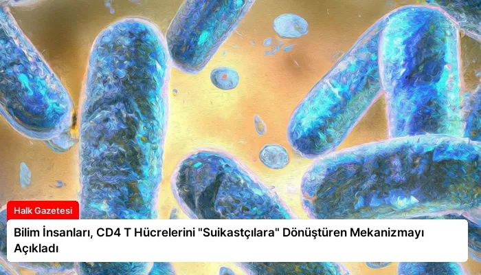 Bilim İnsanları, CD4 T Hücrelerini “Suikastçılara” Dönüştüren Mekanizmayı Açıkladı
