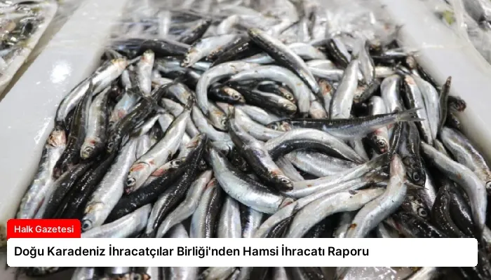 Doğu Karadeniz İhracatçılar Birliği’nden Hamsi İhracatı Raporu