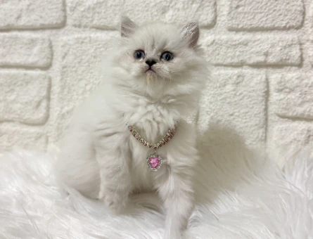 British Shorthair Sahiplendirme Rehberi ve Petyasam.com Ayrıcalıkları