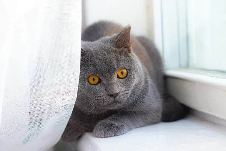 British Shorthair Fiyatları, Bakımı ve Özellikleri