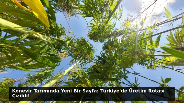 Kenevir Tarımında Yeni Bir Sayfa: Türkiye’de Üretim Rotası Çizildi!