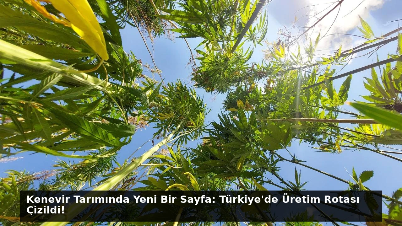 Kenevir Tarımında Yeni Bir Sayfa: Türkiye’de Üretim Rotası Çizildi!