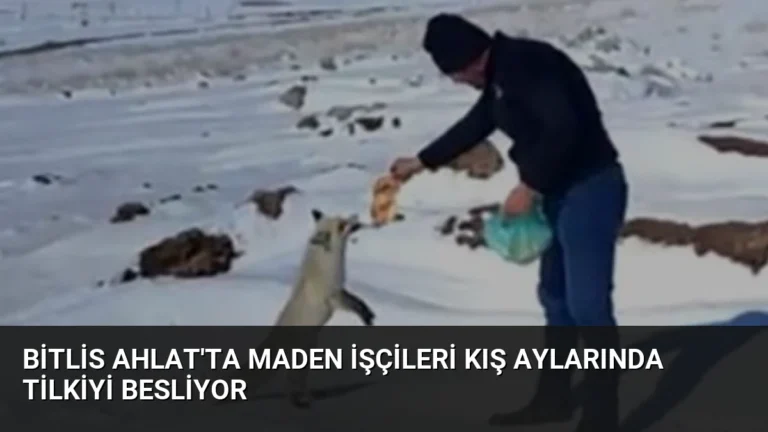 Bitlis Ahlat’ta Maden İşçileri Kış Aylarında Tilkiyi Besliyor