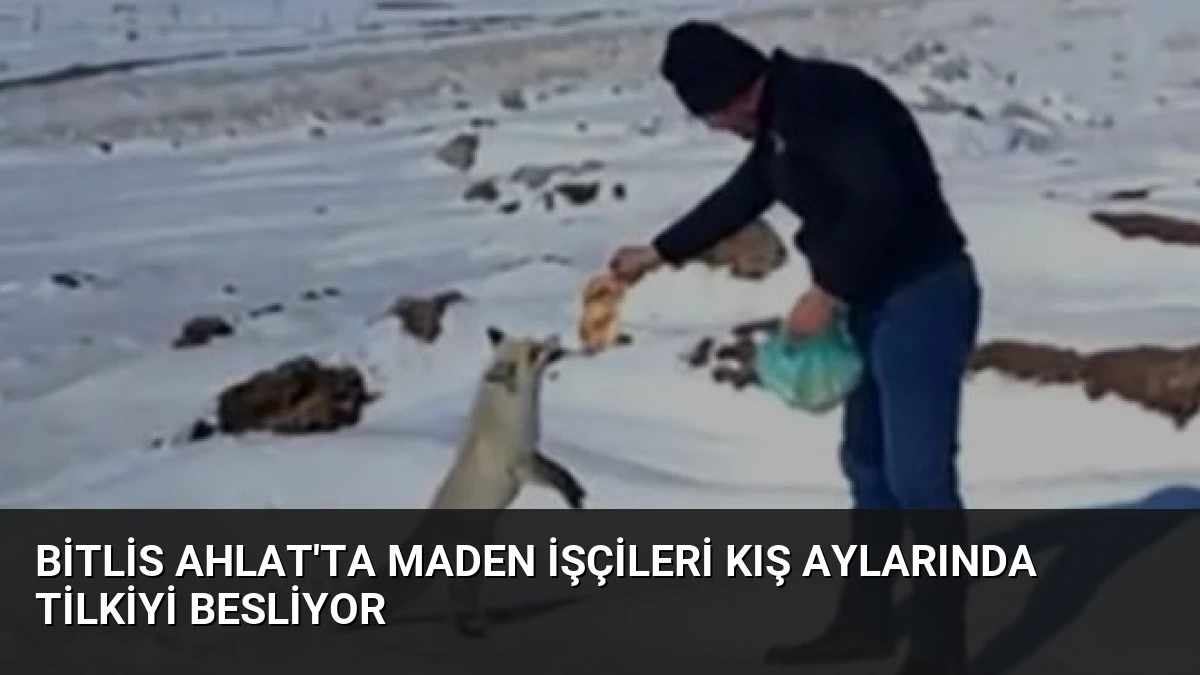 Bitlis Ahlat’ta Maden İşçileri Kış Aylarında Tilkiyi Besliyor