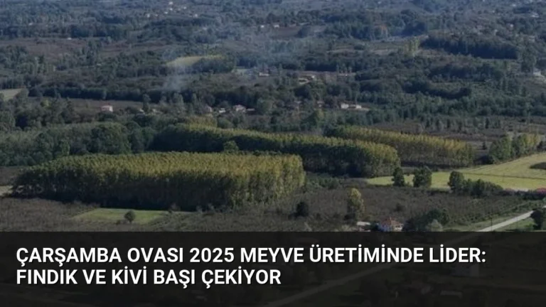 Çarşamba Ovası 2025 Meyve Üretiminde Lider: Fındık ve Kivi Başı Çekiyor