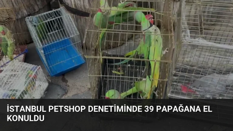 İstanbul Petshop Denetiminde 39 Papağana El Konuldu