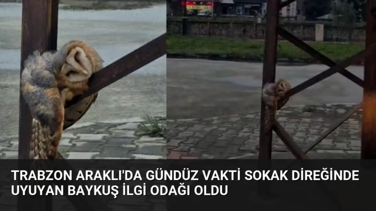 Trabzon Araklı’da Gündüz Vakti Sokak Direğinde Uyuyan Baykuş İlgi Odağı Oldu