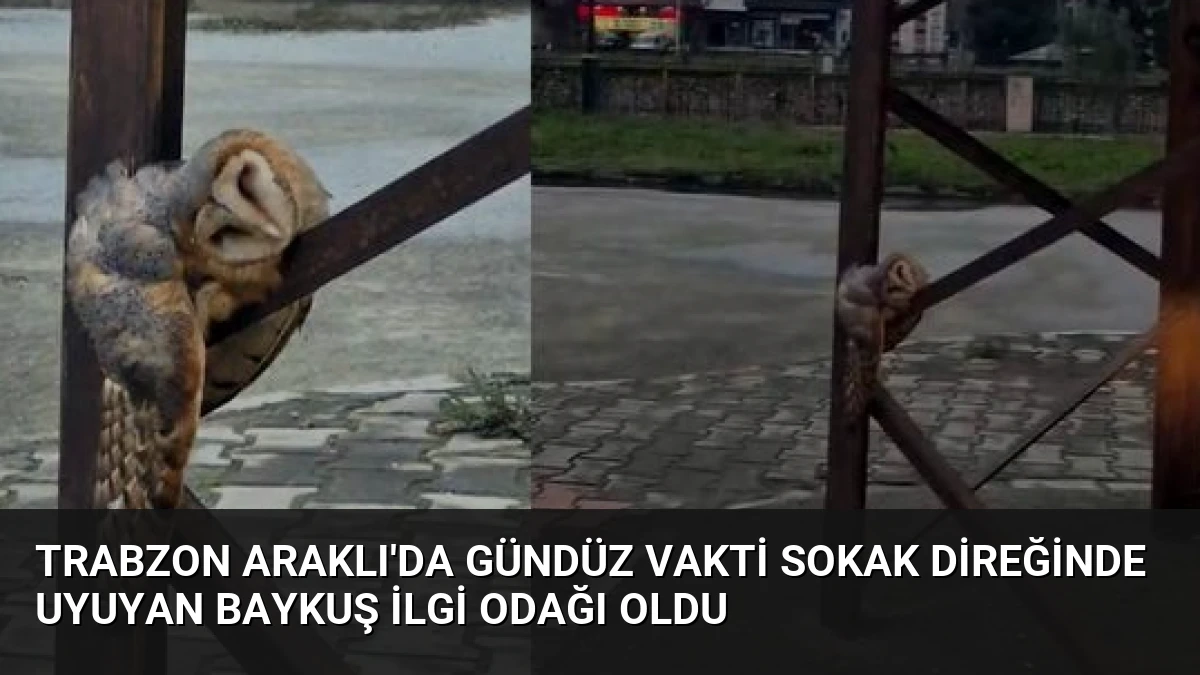 Trabzon Araklı’da Gündüz Vakti Sokak Direğinde Uyuyan Baykuş İlgi Odağı Oldu