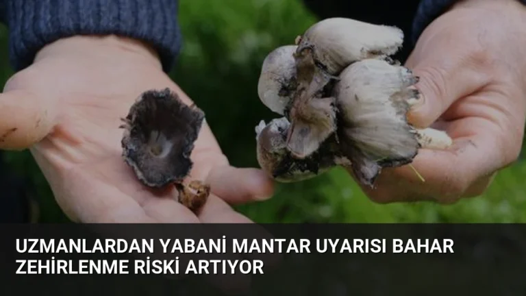 Uzmanlardan Yabani Mantar Uyarısı Bahar Zehirlenme Riski Artıyor