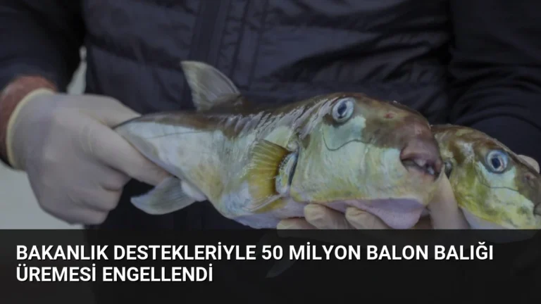 Bakanlık Destekleriyle 50 Milyon Balon Balığı Üremesi Engellendi