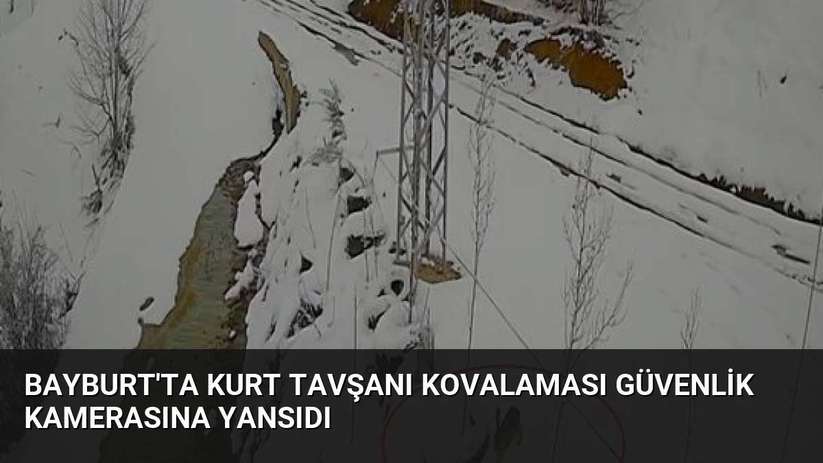 Bayburt’ta Kurt Tavşanı Kovalaması Güvenlik Kamerasına Yansıdı